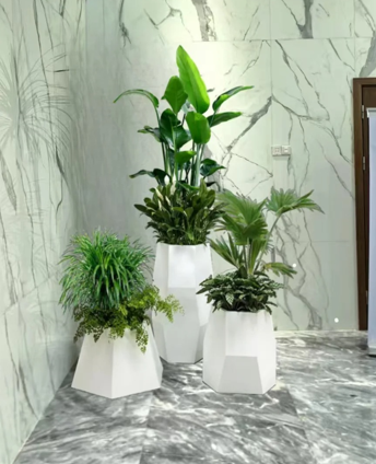 余姚植物租摆哪家好？专业推荐，让绿植焕发生机